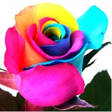 Tinted Roses - Yellow, Light Blue, Pink